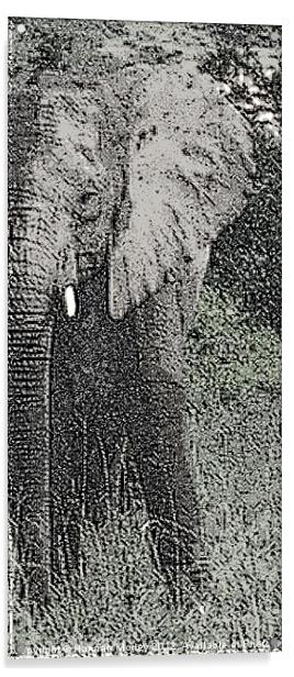 Elephant Acrylic by Hannah Morley