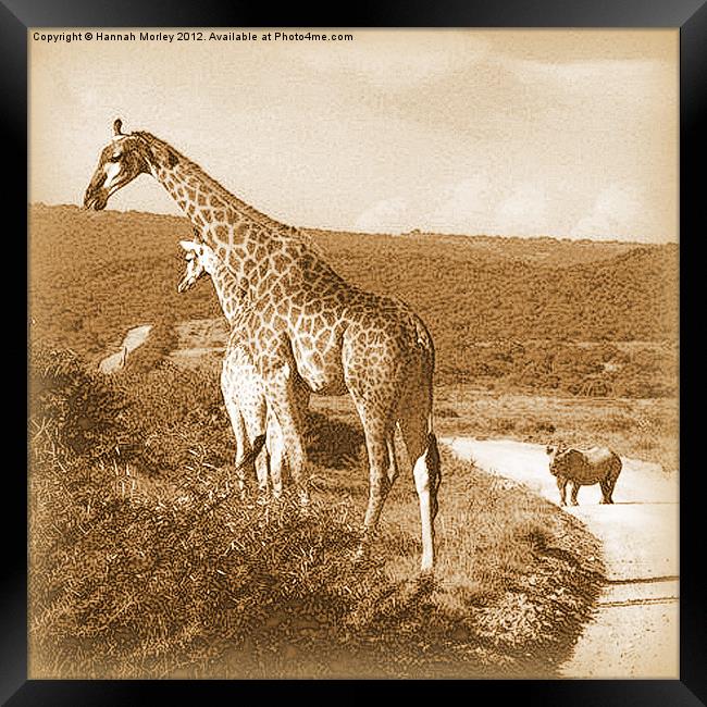 Giraffe & White Rhino Framed Print by Hannah Morley