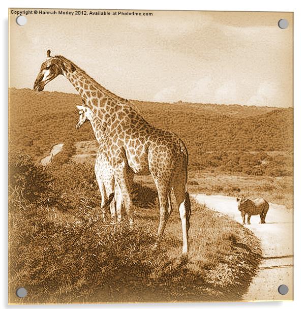 Giraffe & White Rhino Acrylic by Hannah Morley