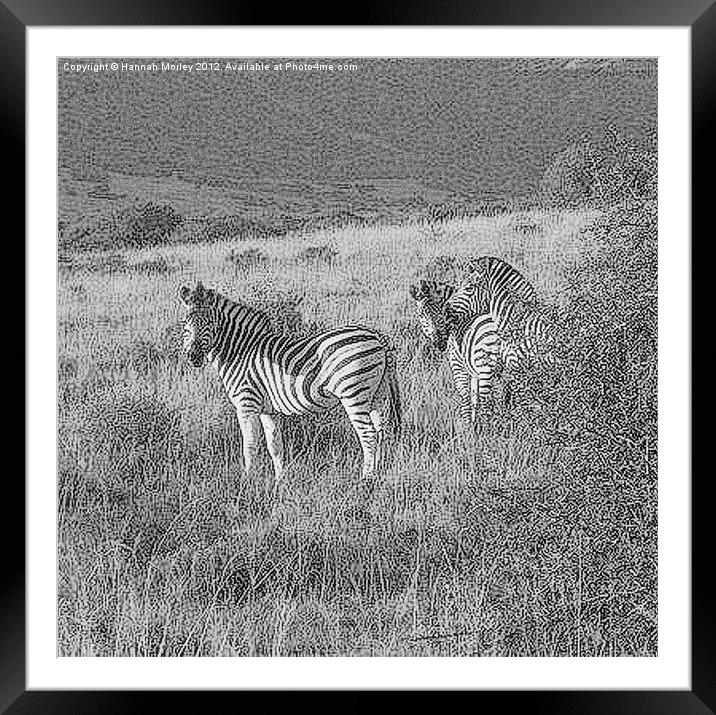 Zebra Framed Mounted Print by Hannah Morley