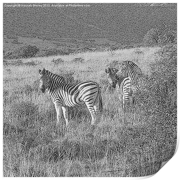 Zebra Print by Hannah Morley