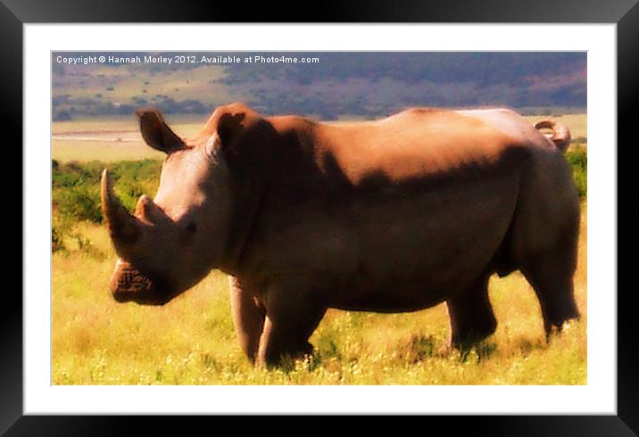 White Rhinoceros Framed Mounted Print by Hannah Morley