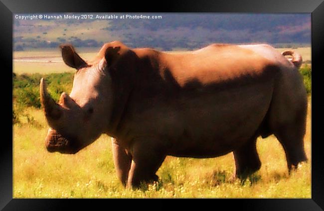 White Rhinoceros Framed Print by Hannah Morley
