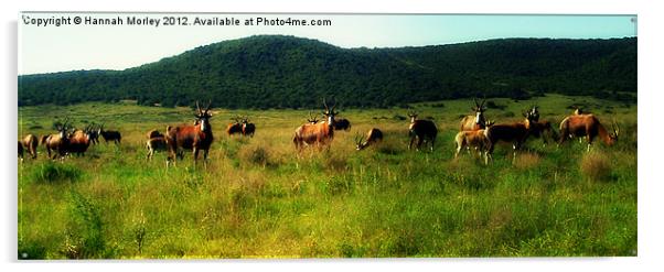 Herd of Bontebok Acrylic by Hannah Morley