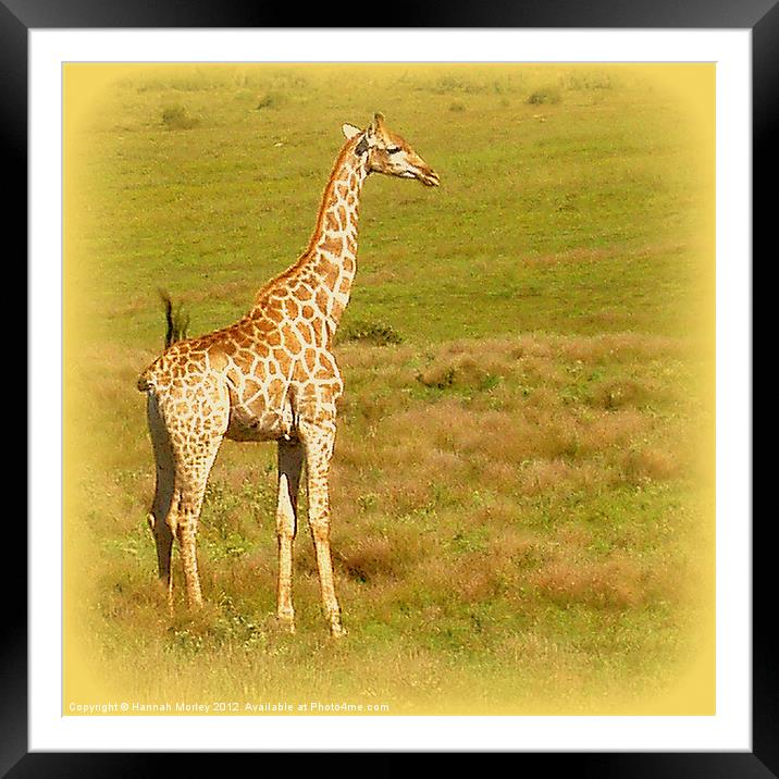 Baby Giraffe Framed Mounted Print by Hannah Morley