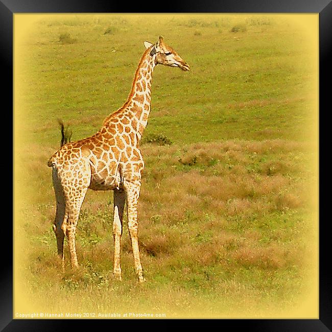 Baby Giraffe Framed Print by Hannah Morley