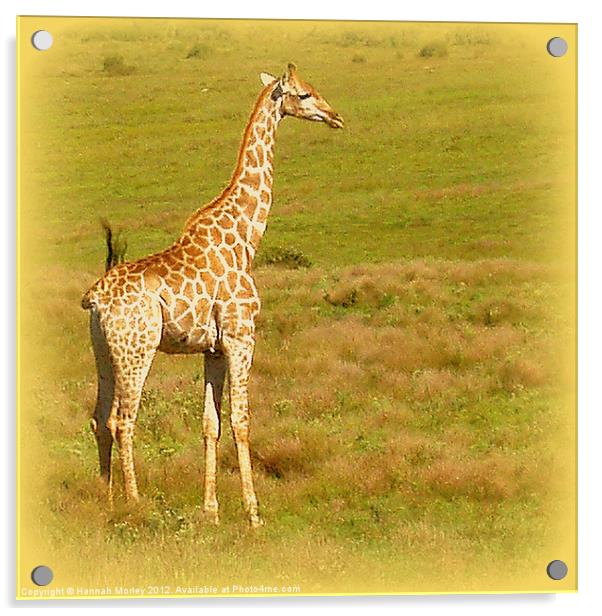 Baby Giraffe Acrylic by Hannah Morley