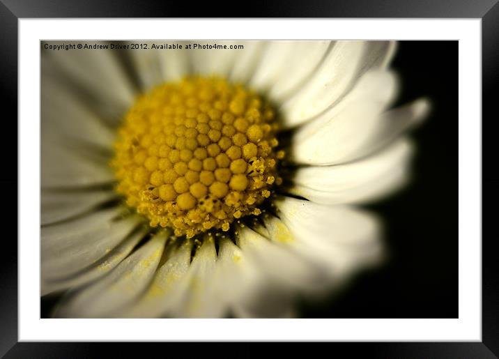 Daisy Framed Mounted Print by Andrew Driver