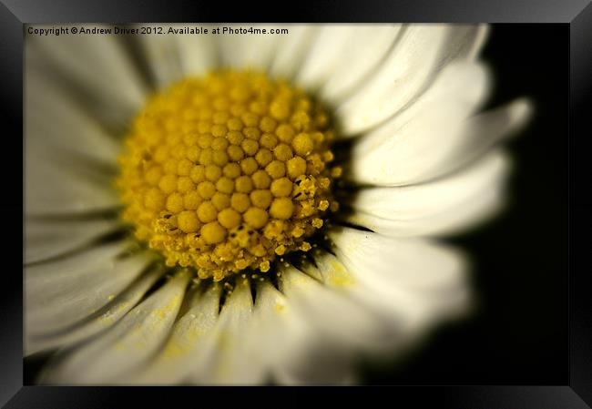 Daisy Framed Print by Andrew Driver