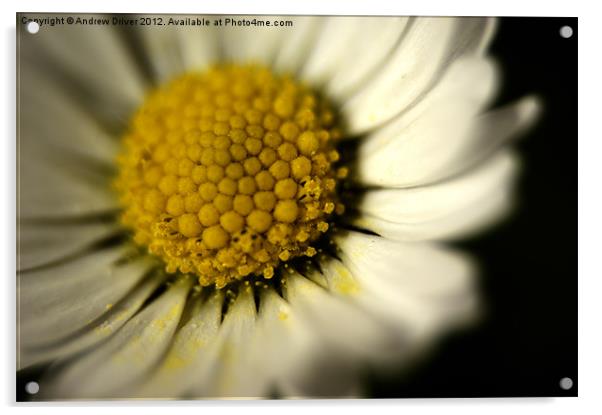 Daisy Acrylic by Andrew Driver