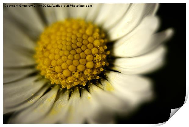 Daisy Print by Andrew Driver