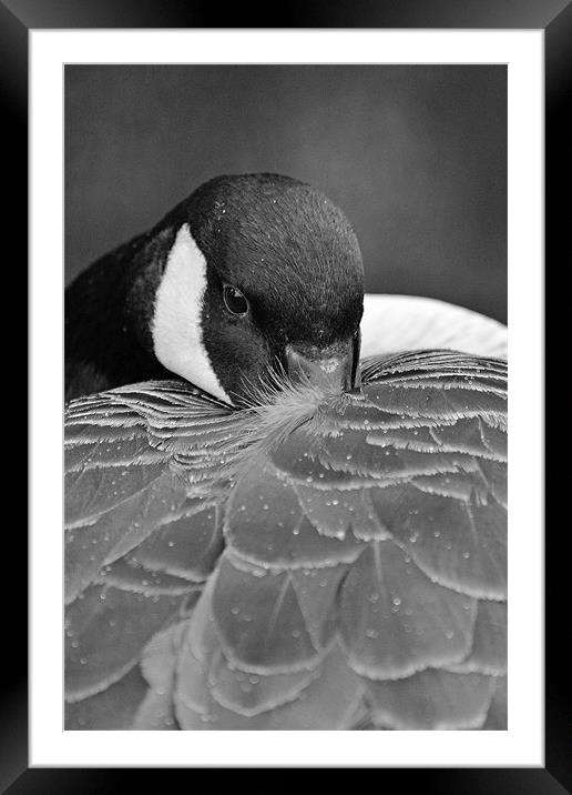 Snuggle Framed Mounted Print by Donna Collett