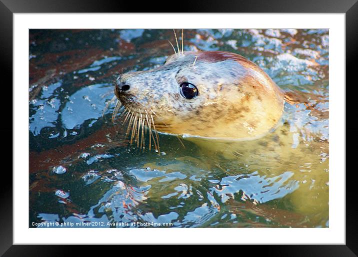 A Baby Seal Framed Mounted Print by philip milner