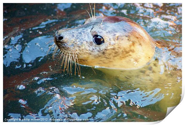 A Baby Seal Print by philip milner