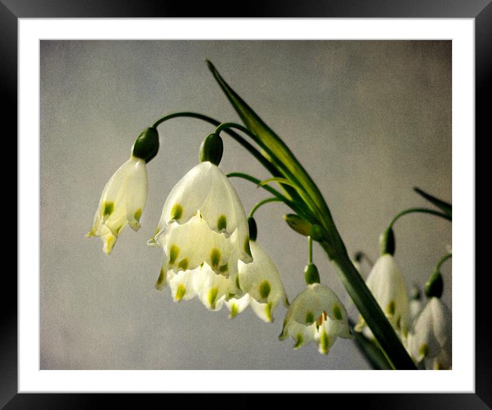 spring snowflakes Framed Mounted Print by Heather Newton