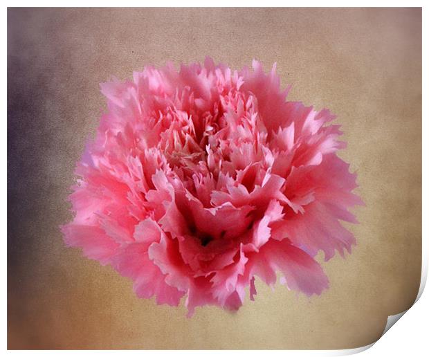 Pink Carnation Print by Jacqui Kilcoyne
