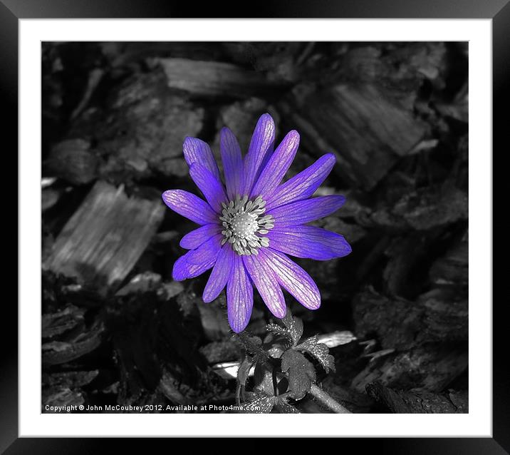 Bright Purple Flower Framed Mounted Print by John McCoubrey