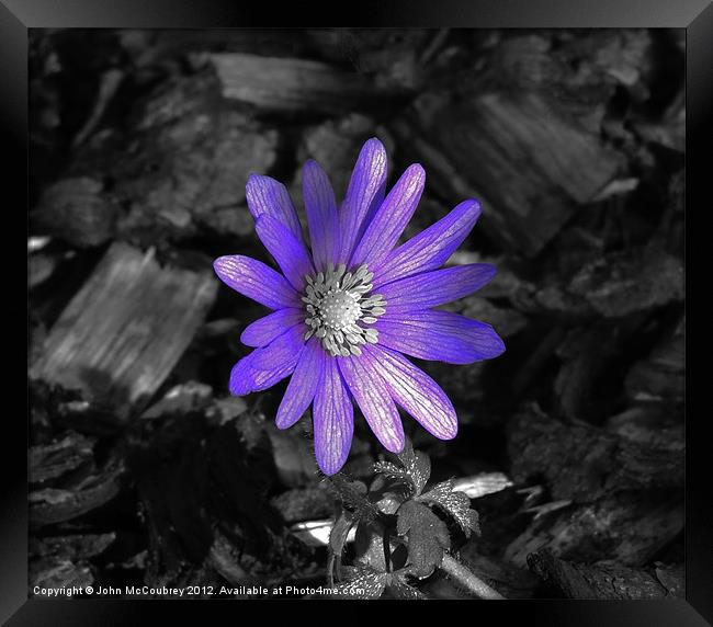 Bright Purple Flower Framed Print by John McCoubrey