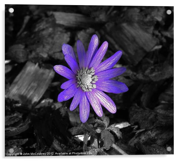 Bright Purple Flower Acrylic by John McCoubrey