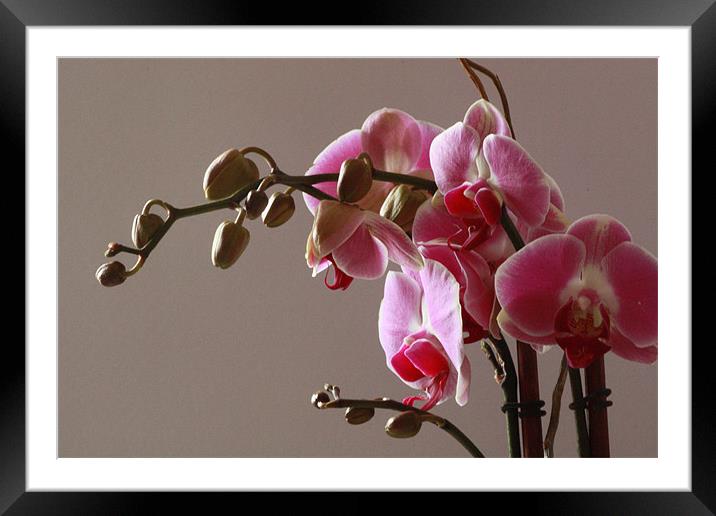 Orchids Framed Mounted Print by Tanya Beaudry