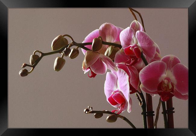 Orchids Framed Print by Tanya Beaudry