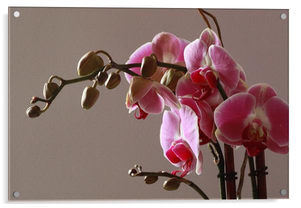 Orchids Acrylic by Tanya Beaudry