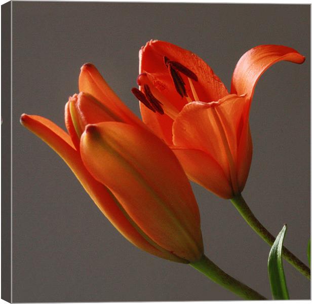 Lillies In Bloom Canvas Print by Tanya Beaudry