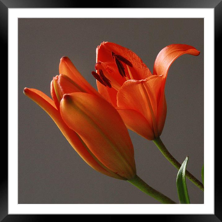 Lillies In Bloom Framed Mounted Print by Tanya Beaudry