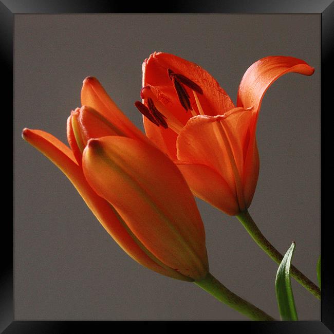 Lillies In Bloom Framed Print by Tanya Beaudry