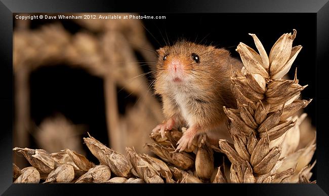 Harvest Mouse Framed Print by Dave Whenham