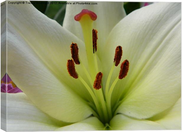 lovely lily Canvas Print by Tracey Boatright