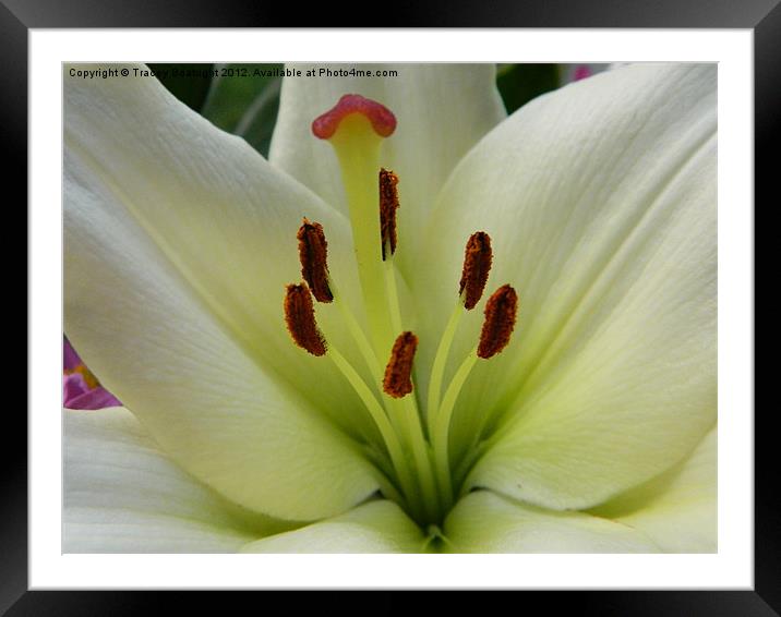 lovely lily Framed Mounted Print by Tracey Boatright