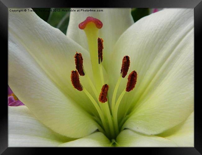 lovely lily Framed Print by Tracey Boatright