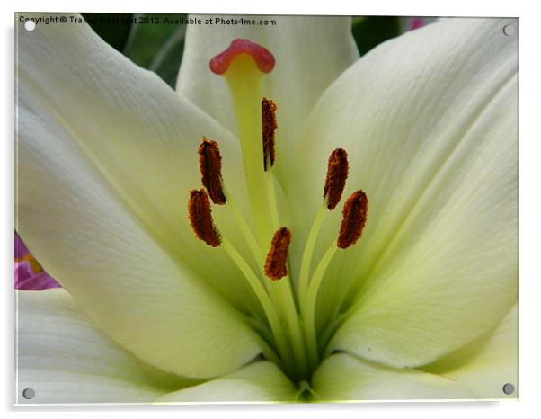 lovely lily Acrylic by Tracey Boatright