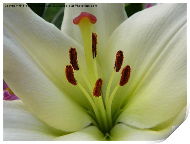 lovely lily Print by Tracey Boatright