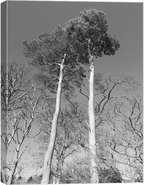 Tall trees Canvas Print by Laura Crozier