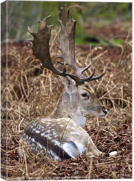 Fallow Deer Canvas Print by Martin Kemp Wildlife