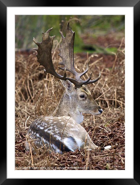 Fallow Deer Framed Mounted Print by Martin Kemp Wildlife