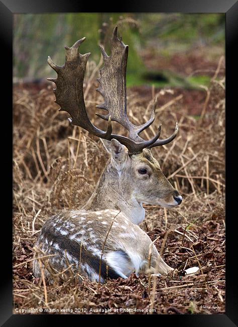 Fallow Deer Framed Print by Martin Kemp Wildlife