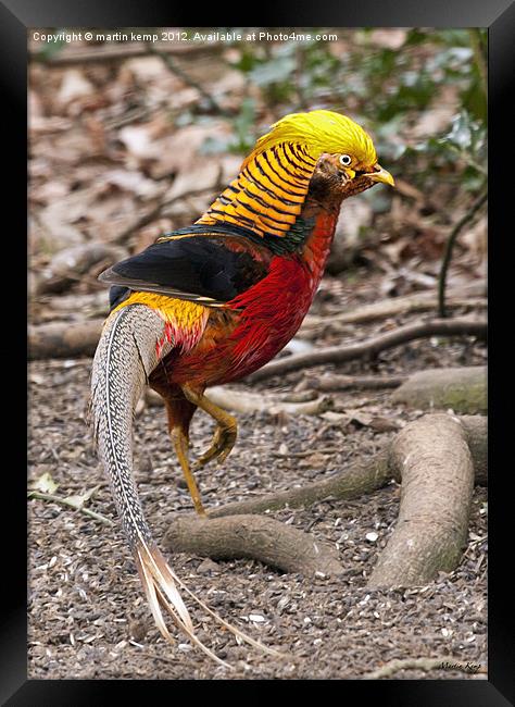 Golden Pheasant Framed Print by Martin Kemp Wildlife