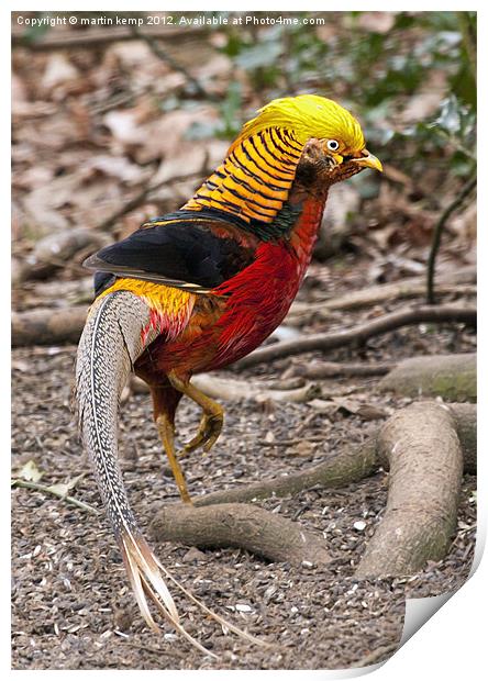 Golden Pheasant Print by Martin Kemp Wildlife