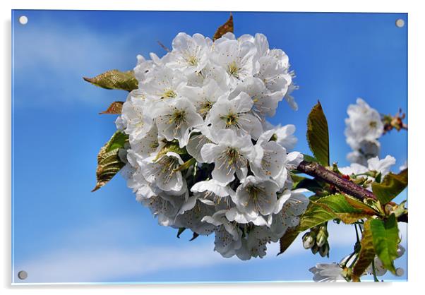 apple blossum Acrylic by carl blake