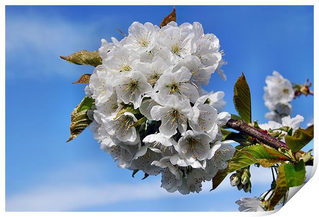 apple blossum Print by carl blake