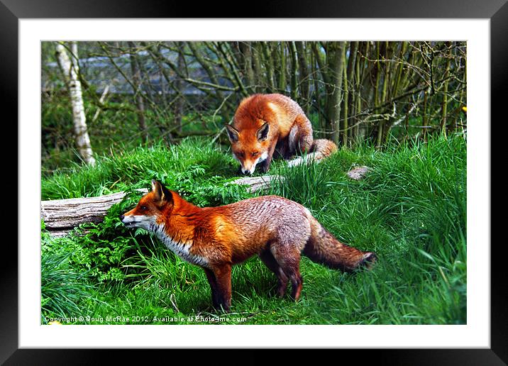 Foxes Framed Mounted Print by Doug McRae