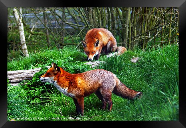 Foxes Framed Print by Doug McRae