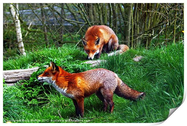 Foxes Print by Doug McRae