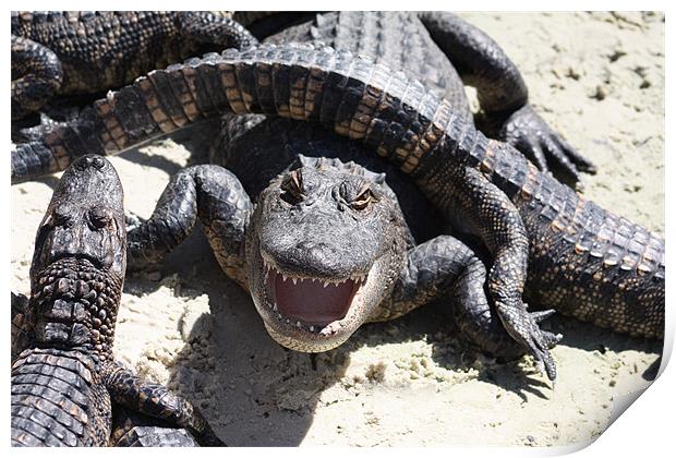 Angry Alligator Print by Albert Gallant