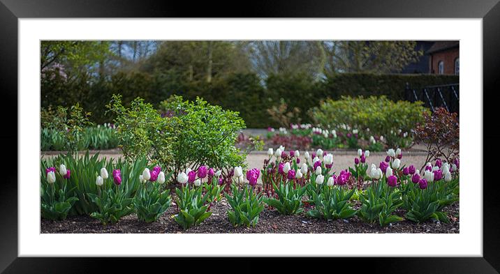 Tulips Framed Mounted Print by Mark Harrop