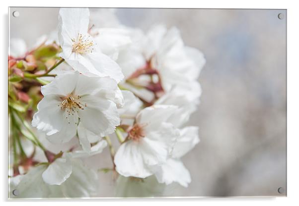 White Blossom Acrylic by Mark Harrop