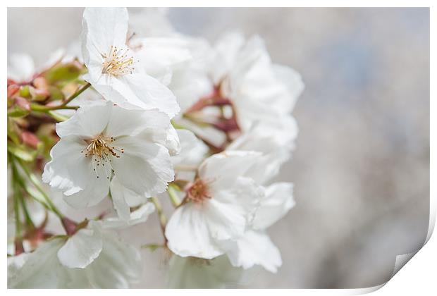 White Blossom Print by Mark Harrop
